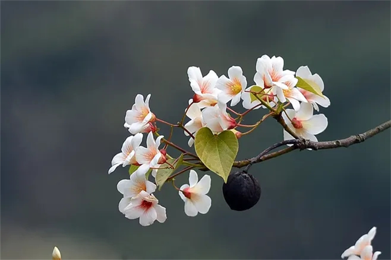 清明節(jié)︱緬懷過(guò)去，珍惜當(dāng)下！