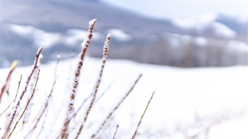 大雪節(jié)氣︱時雪轉(zhuǎn)甚，萬物閉藏