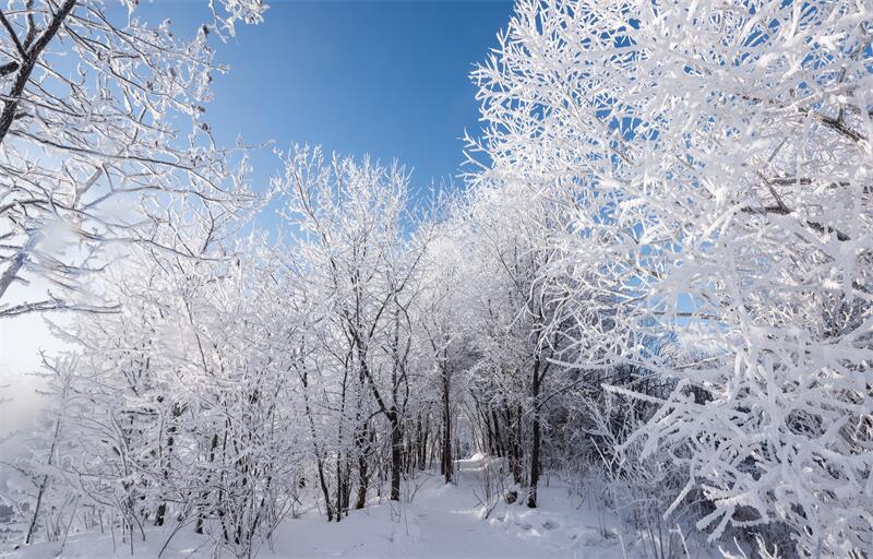 大雪節(jié)氣︱時雪轉(zhuǎn)甚，萬物閉藏