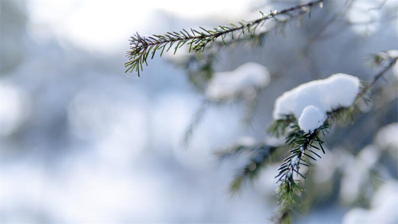 大雪節(jié)氣︱時雪轉(zhuǎn)甚，萬物閉藏