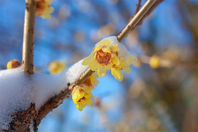 大雪節(jié)氣︱時雪轉(zhuǎn)甚，萬物閉藏