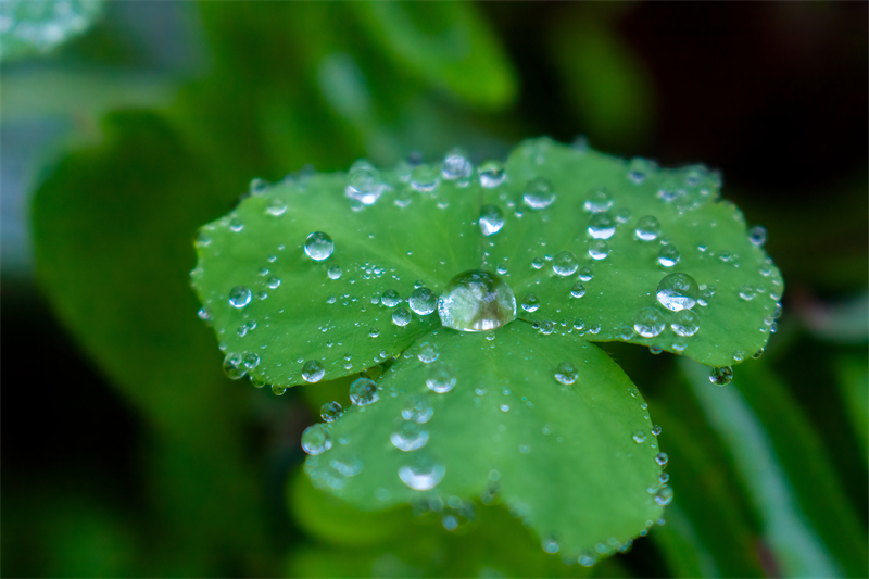 雨水節(jié)氣︱和風(fēng)攜細(xì)雨，萬物喚春歸