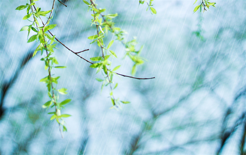 雨水節(jié)氣︱和風(fēng)攜細(xì)雨，萬物喚春歸