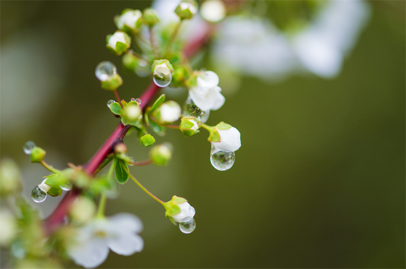 雨水節(jié)氣︱和風(fēng)攜細(xì)雨，萬物喚春歸