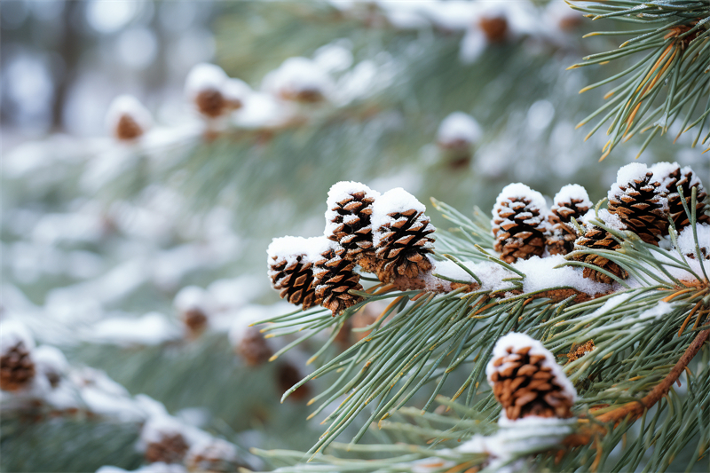 大雪節(jié)氣將至，室內(nèi)甲醛還會“超標(biāo)”嗎？