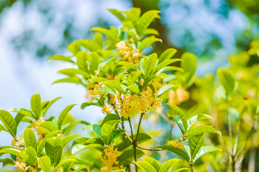 一秋分兩半，晝夜兩相長