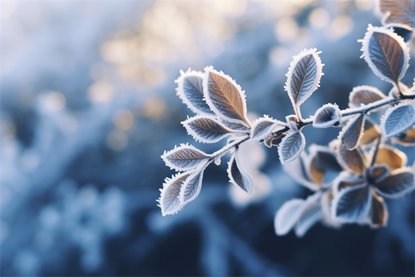 霜降節(jié)氣︱初霜凝而秋漸遠 霜降節(jié)氣︱初霜凝而秋漸遠
