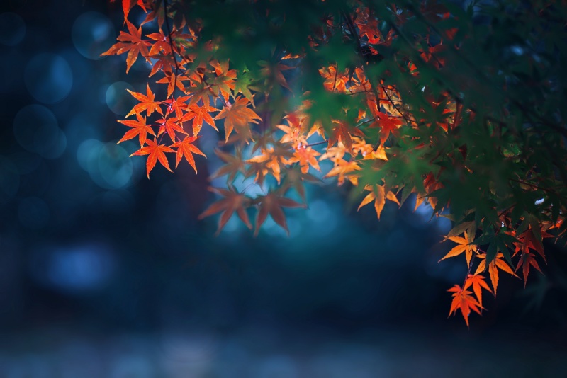 秋分“裝”點(diǎn)指南:讓家與季節(jié)平分秋色 秋分“裝”點(diǎn)指南:讓家與季節(jié)平分秋色
