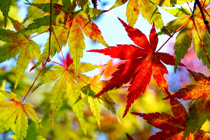 秋分“裝”點(diǎn)指南:讓家與季節(jié)平分秋色 秋分“裝”點(diǎn)指南:讓家與季節(jié)平分秋色